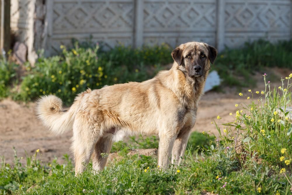 Is a Kangal the strongest dog?