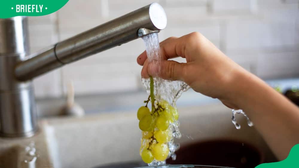 A child washing a bunch of green ripe grapes under running tap water