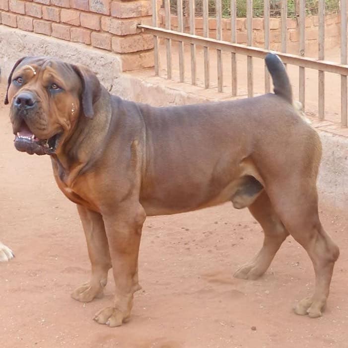 Boerboel