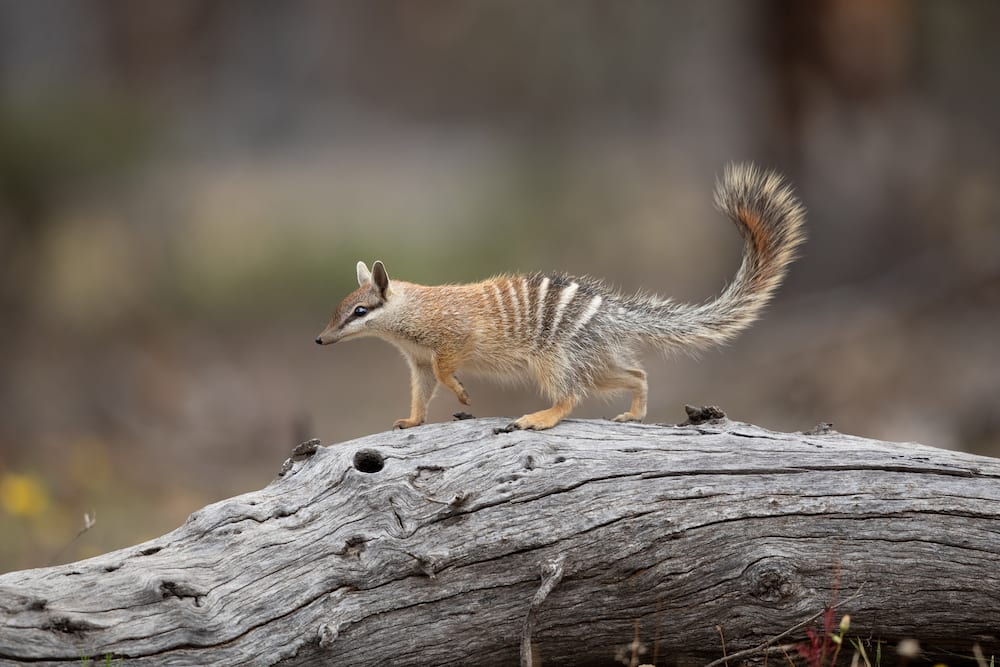 Numbat on a tree trunk