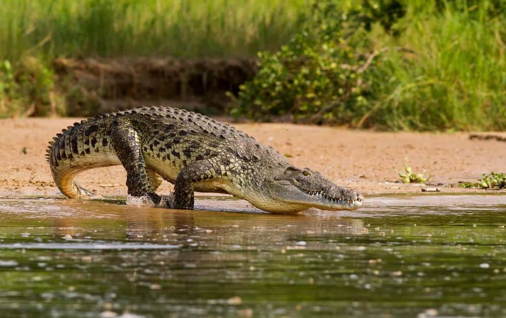 World's most dangerous animals in the world | Top 25 list