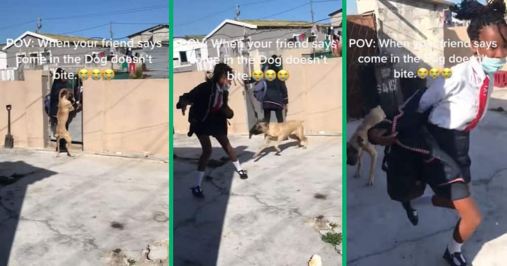 A school girl runs from dog because she fears it might bite her.