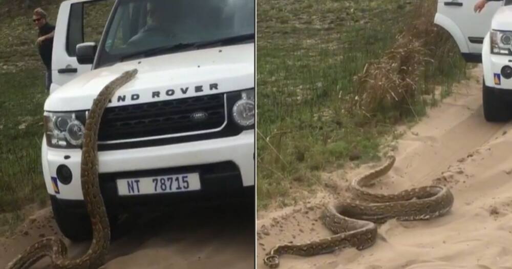 Massive Snake, Land Rover, South Africa, TikTok