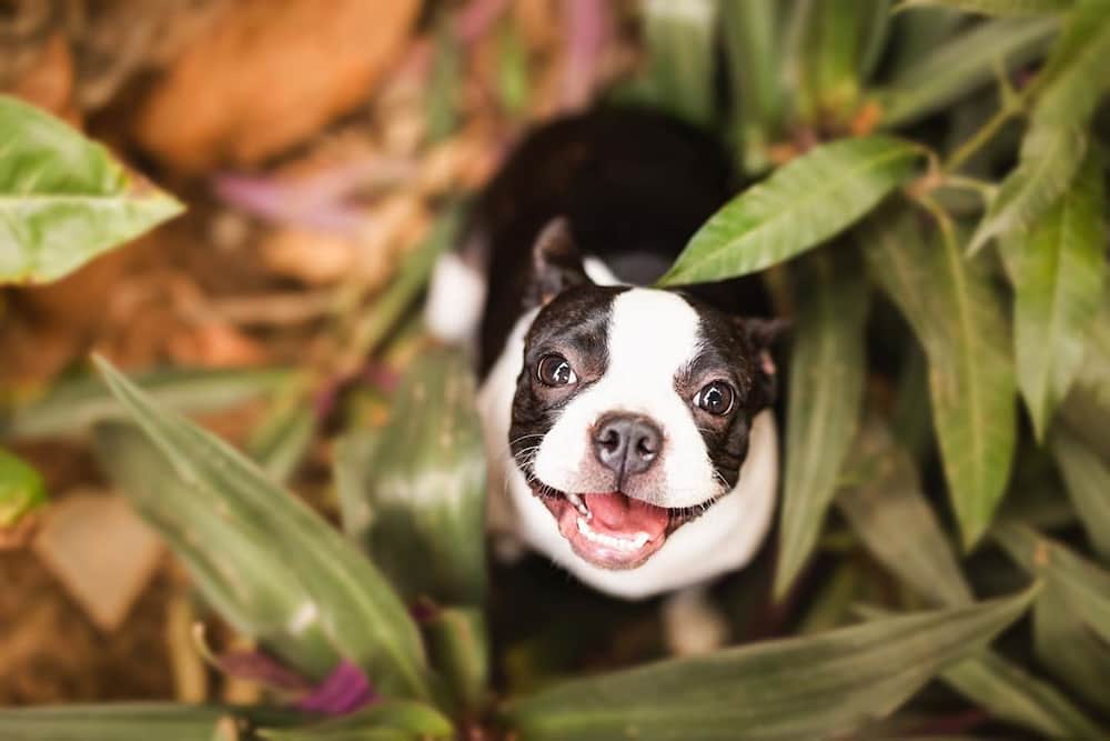 Cutest medium dog breeds South Africa