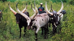 Expensive Ankole cattle could bring opportunities to South Africa and change the future of lobola negotiations