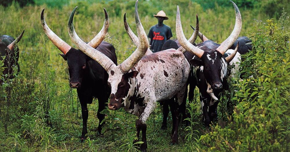 Ankole, price, South Africa, phala phala, president Cyril Ramaphosa, lobola, farm