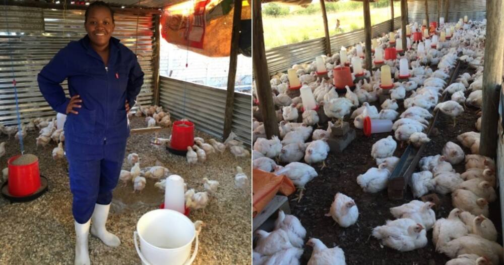 chicken, feed, grazing, land, water, farm, bucket, water, grass, cages
