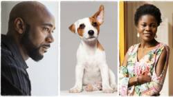 Lady buys dog and names it after ex-boyfriend to spite him, he says, "We broke up months ago"