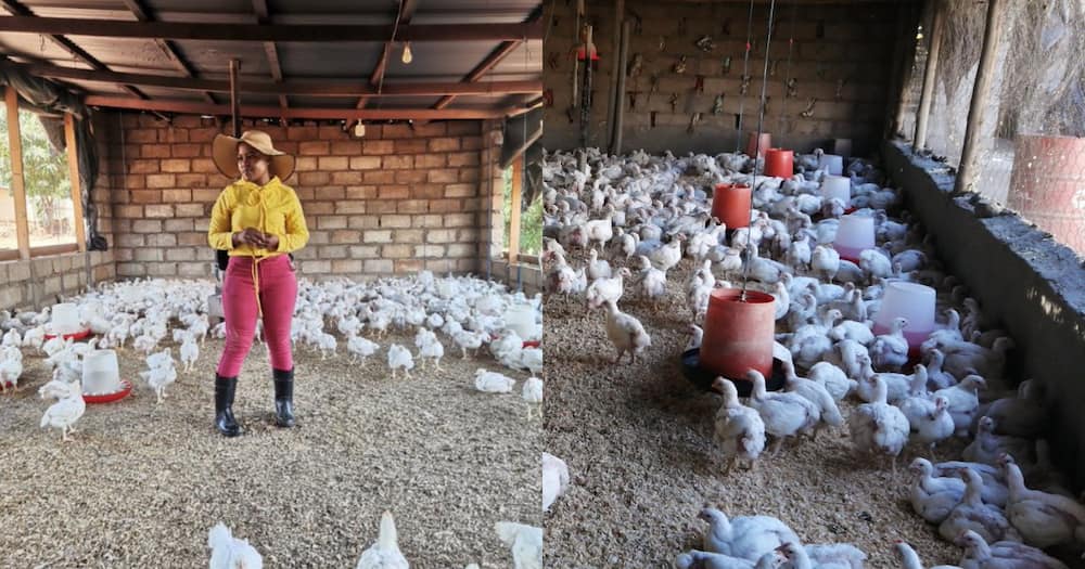 "This Is a Big Move": Young Farmer Scores Big Chicken Supply Contract