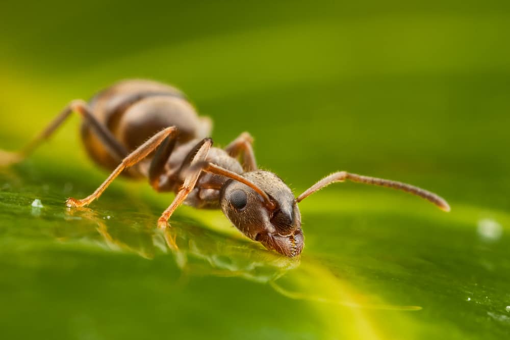 An ant drinking water on a leaf