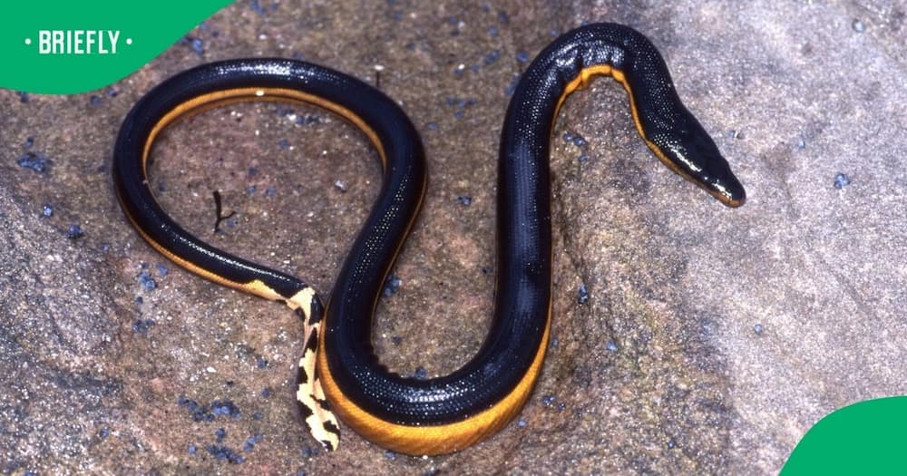 Two sea snakes were found on Plettenberg Bay beaches amid rough weather.