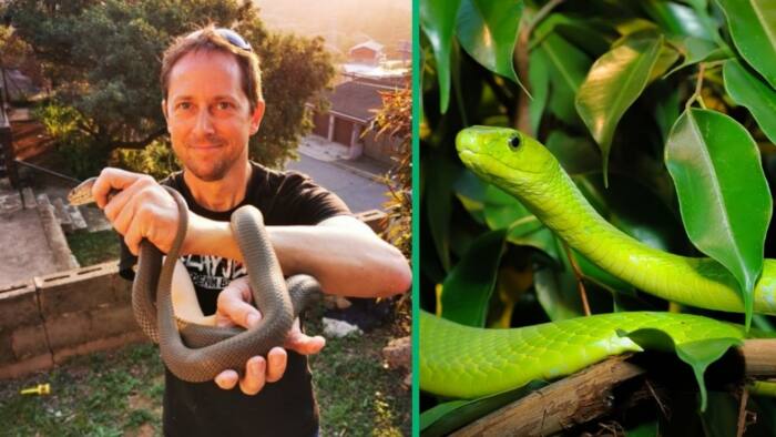 Snake handler rescues recently pregnant green mamba after it laid, SA worried as are eggs nowhere to be found