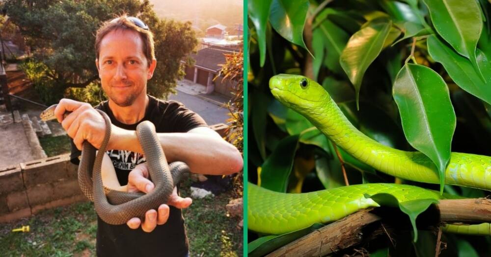 Durban residents called a snake catcher for a green mamba