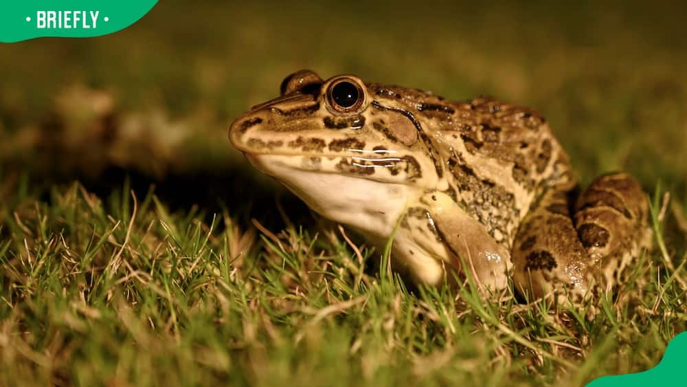 An Indian bullfrog on grass