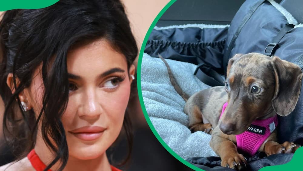 Kylie Jenner during the 2023 Met Gala (L). Kristen’s adorable dog (R)