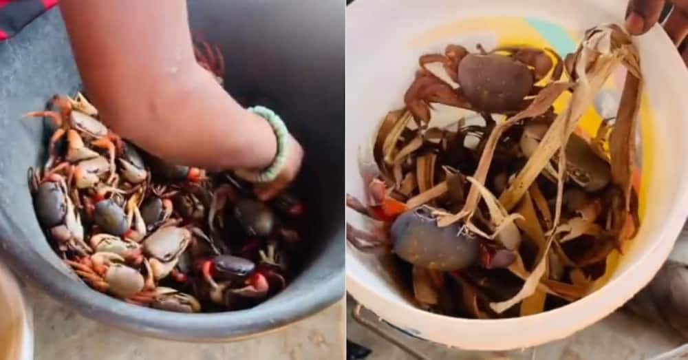 Ghanaian market woman handling big wild crabs like toys wins admiration on social media
