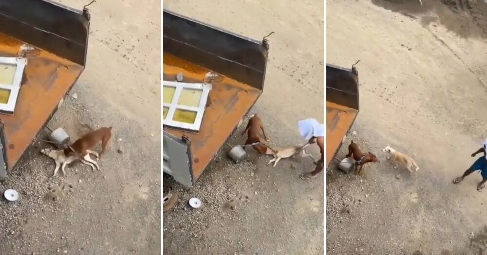 Prankster dog playing dead in a TikTok video