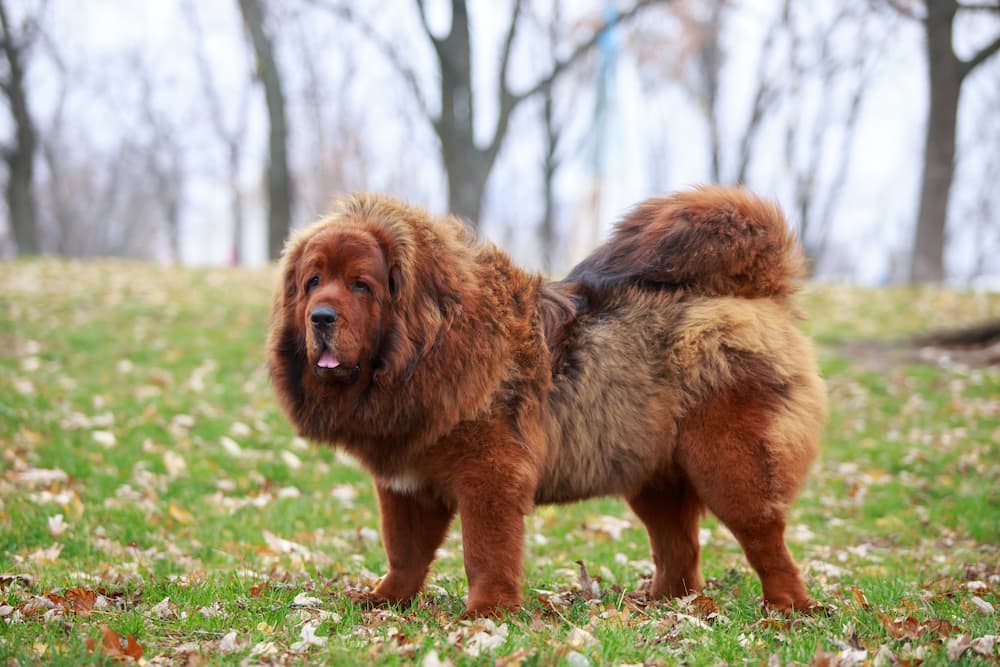 Dog breed Tibetan Mastiff on the grass.