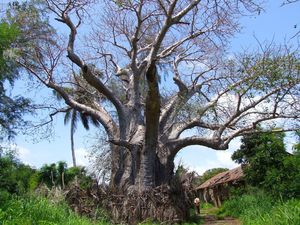 Baobab plant