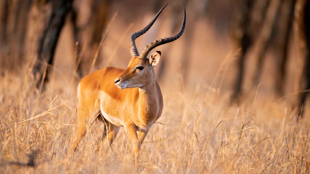 An antelope at dawn in Serengeti, Africa