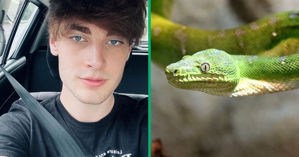Durban homeowner shared a TikTok video of a small green snake in his bathtub.