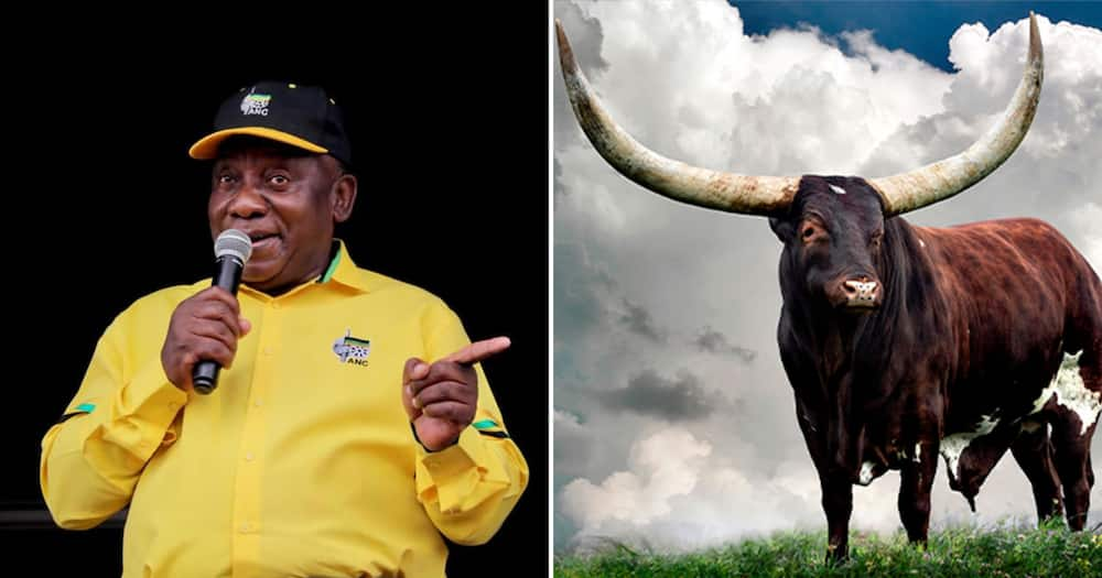 Phala Phala Auction Ankole Heifer Auctioned Off For R1 65 Million Ramaphosa S Bull Only Sells