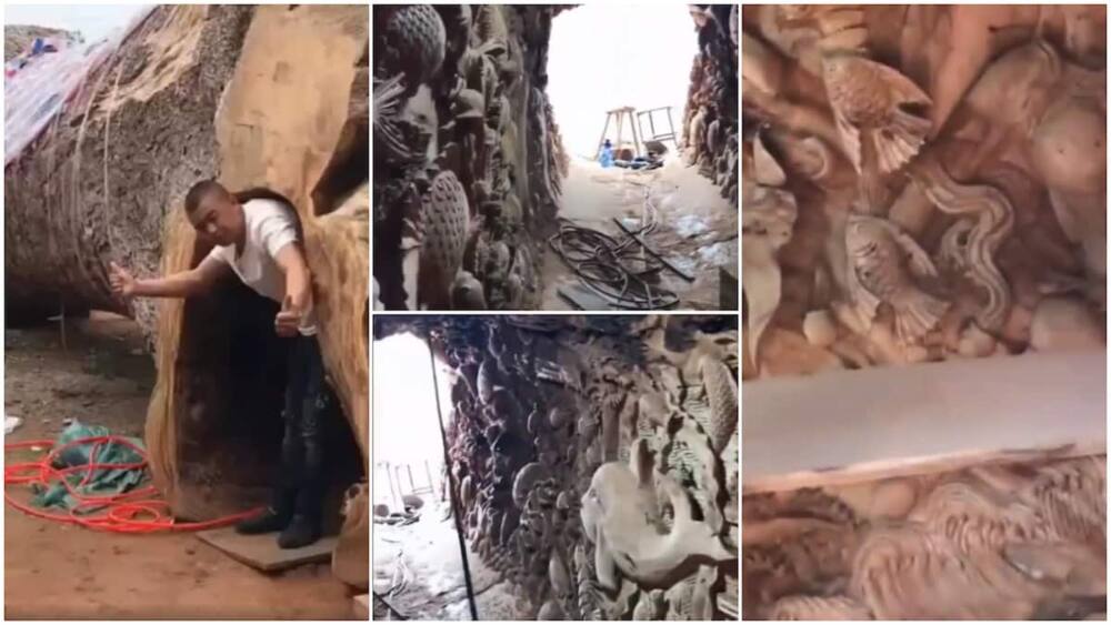 Video shows a tree with 'house' inside, its walls has many beautiful artworks