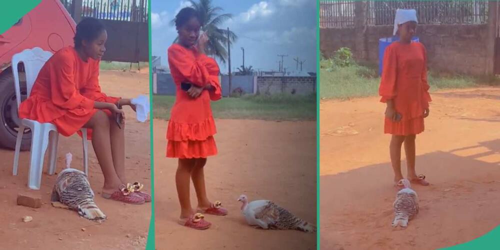 A turkey followed a Nigerian lady everywhere she went.