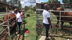 Farmer posts heartbreak of finding injured bull, Mzansi won't let him give up and shares advice
