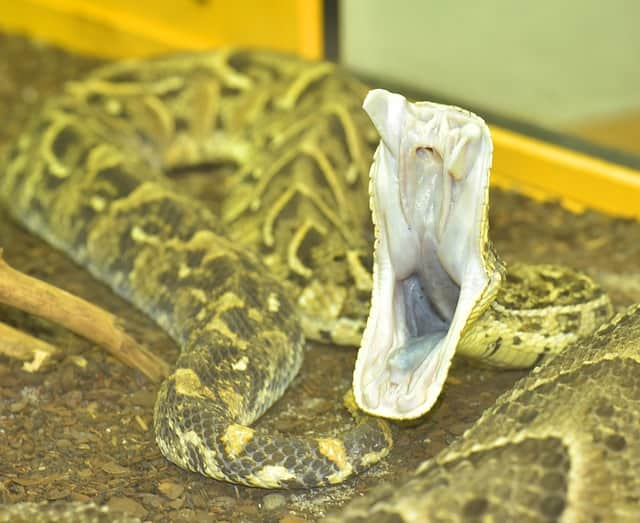 What poisonous snakes are in South Africa?