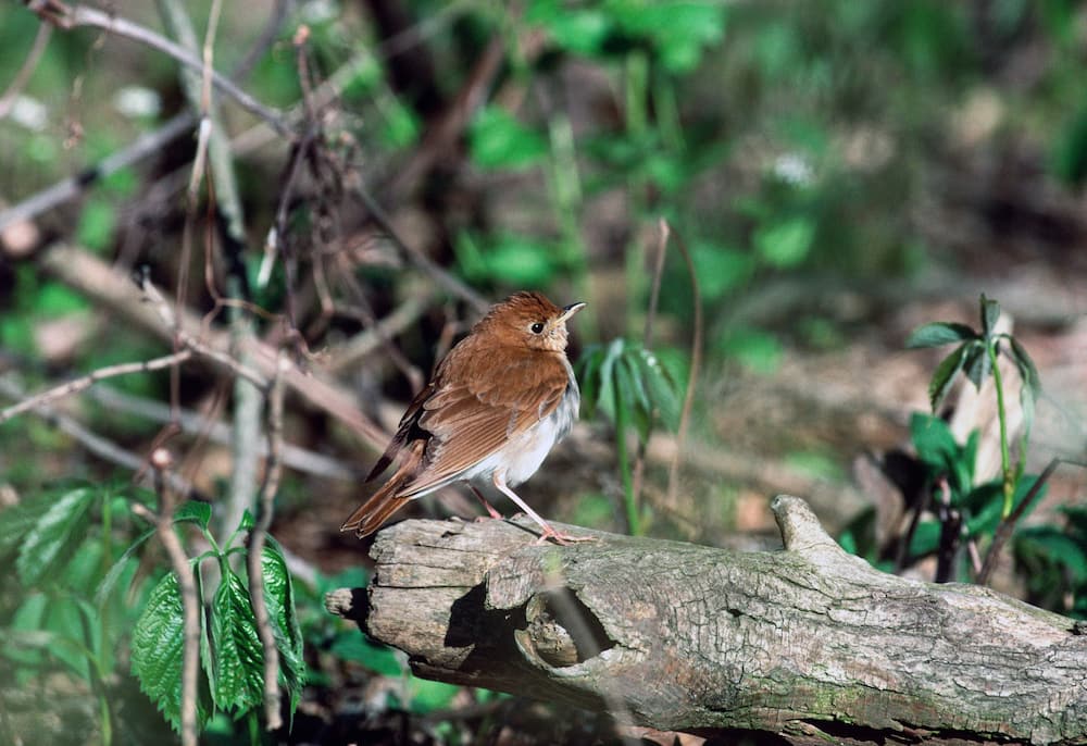 An adult veery (Catharus fuscescens) ruffling its feathers on a log