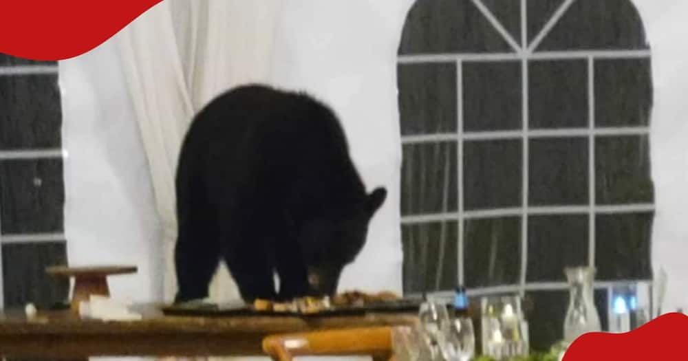 A bear crashed a wedding and ate their food