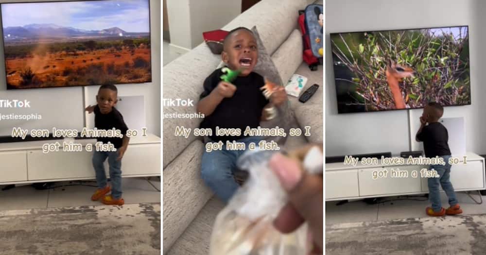 TikTok user @majestiesophia shared a video showing her son’s unexpected reactions to the fish