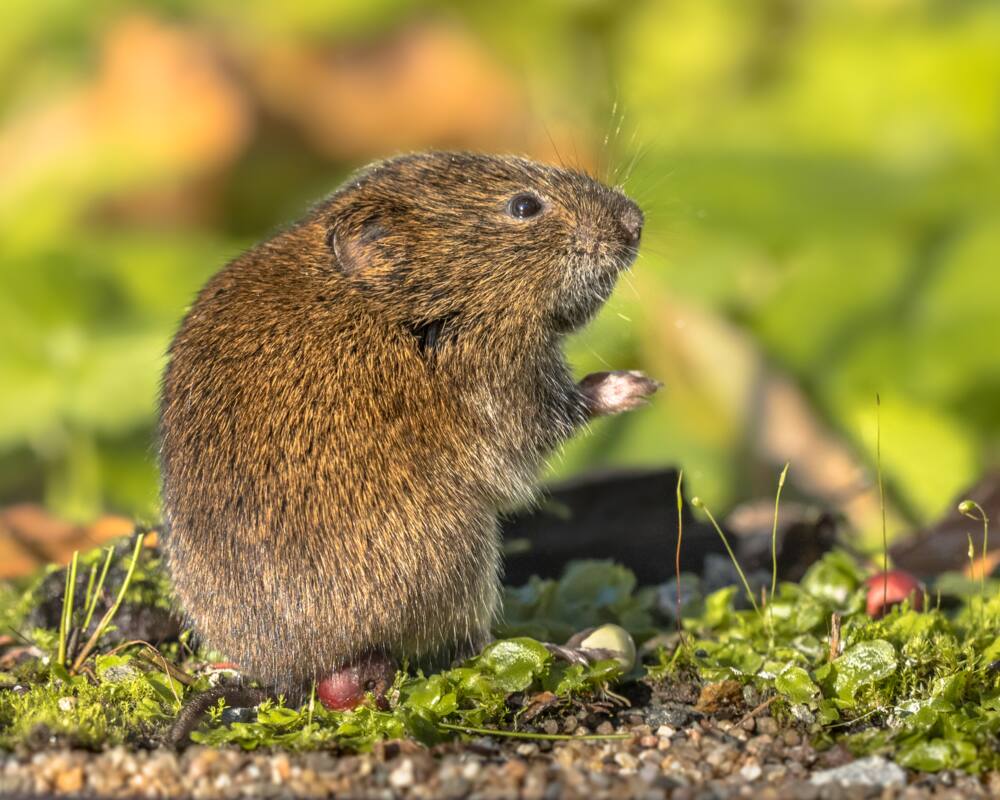 Field vole or short-tailed vole (Microtus agrestis) eating berry