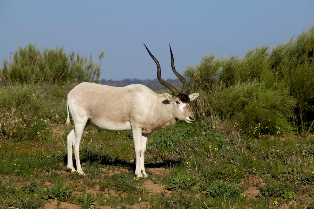 Addax antelope in Souss-Massa National Park