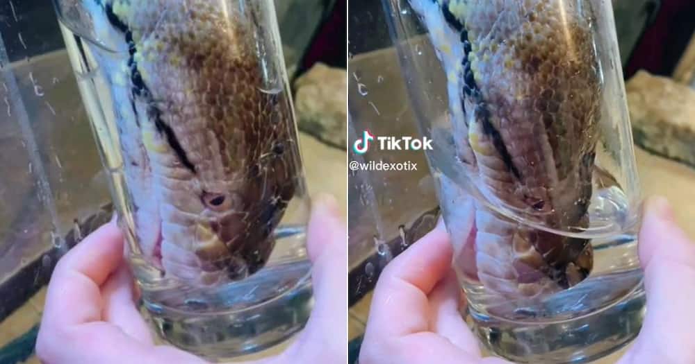 Snake drinks water