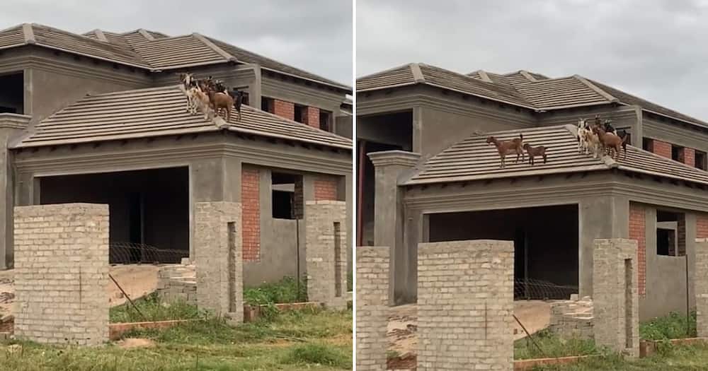 Video of goats on top of vacant house in Limpopo