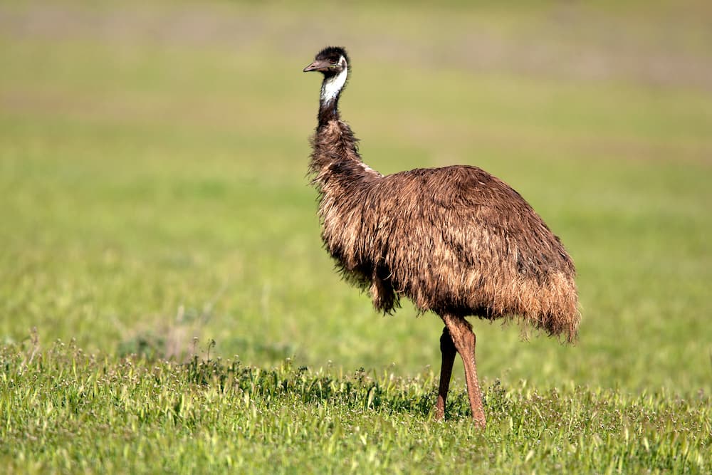 The Emu is the largest flightless native wild bird in Australia.