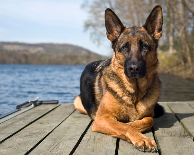 are german shepherds banned in australia