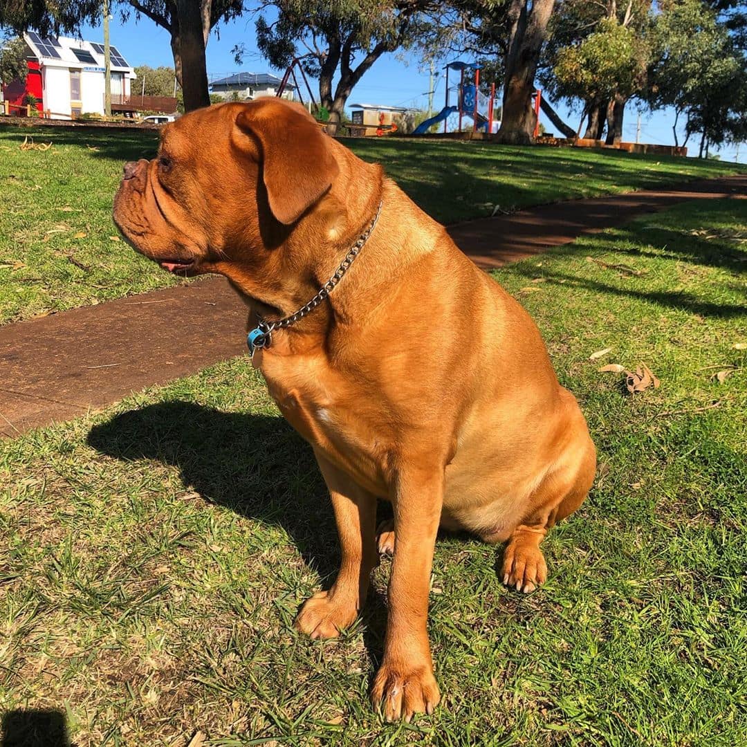 Big orange dog on sale breed