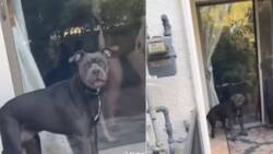 Startled pit bull runs into glass door thinking there's danger, peeps amused by TikTok with 66M views