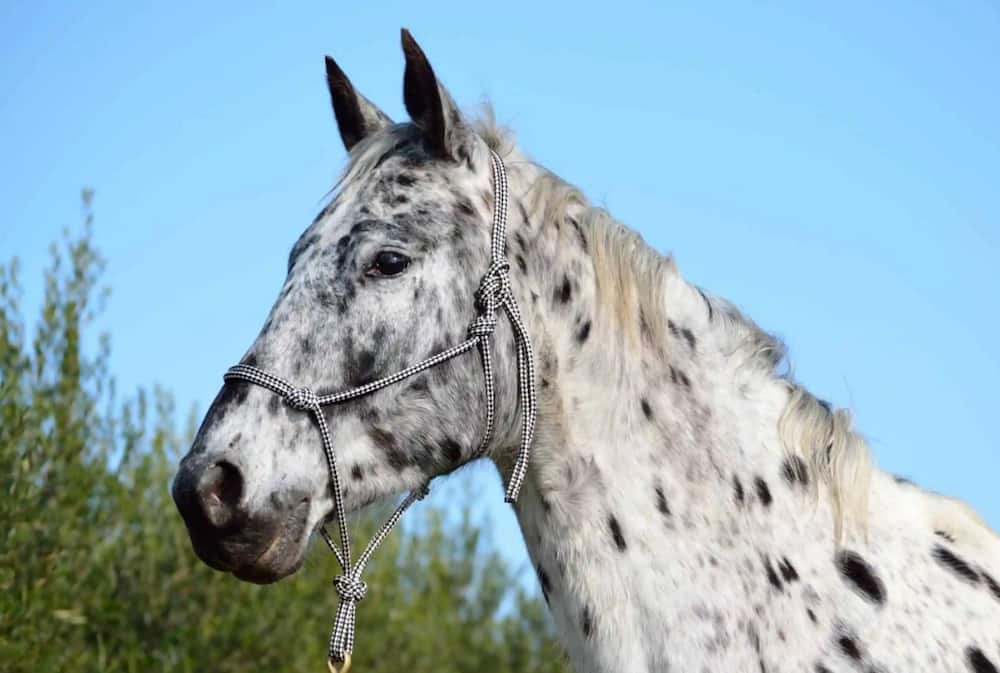 Rare beautiful horse breeds
