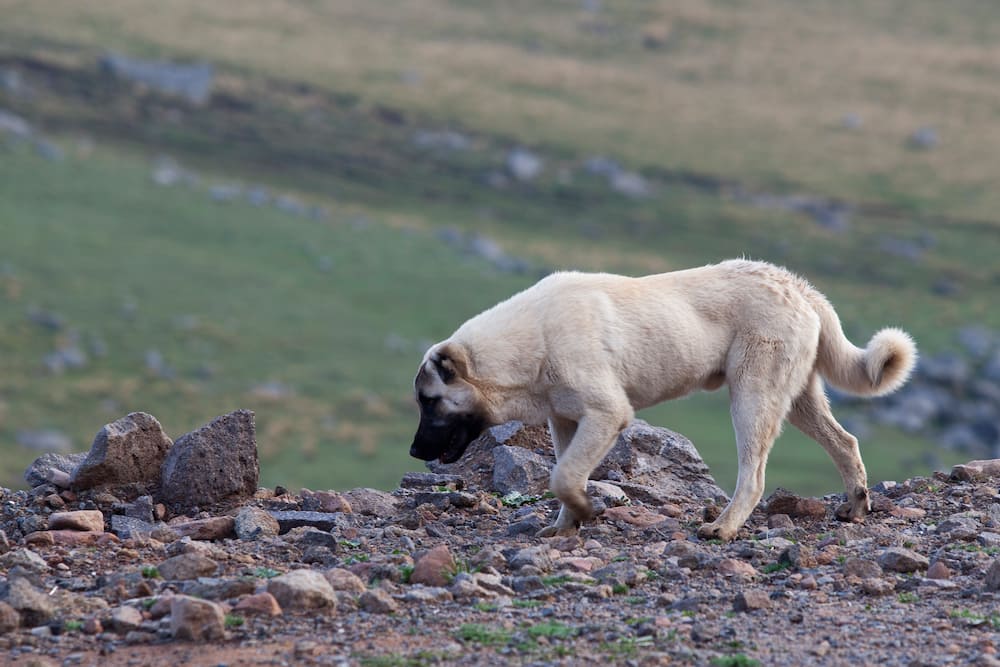 Is a Kangal a good family dog?