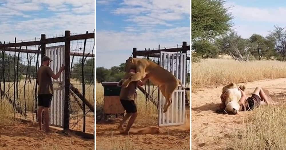 Man, pet lion, jump, excited for her walk, viral video, trending news, viral news, lioness, Sirga the lioness, Val Gruener