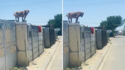 Man makes quick U-turn after spotting loose pit bull on top of a wall, Mzansi in tears: "Next time get closer"