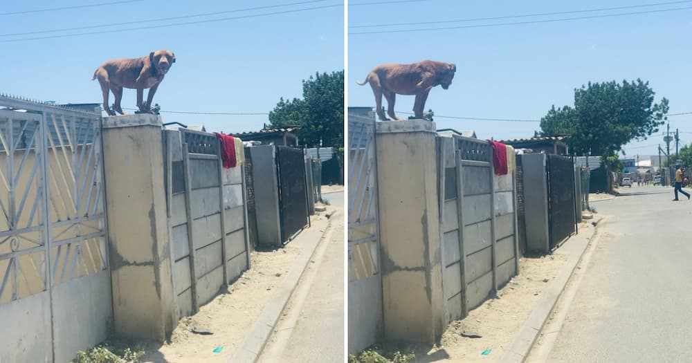 Man makes swift U-turn after spotting a pit bull