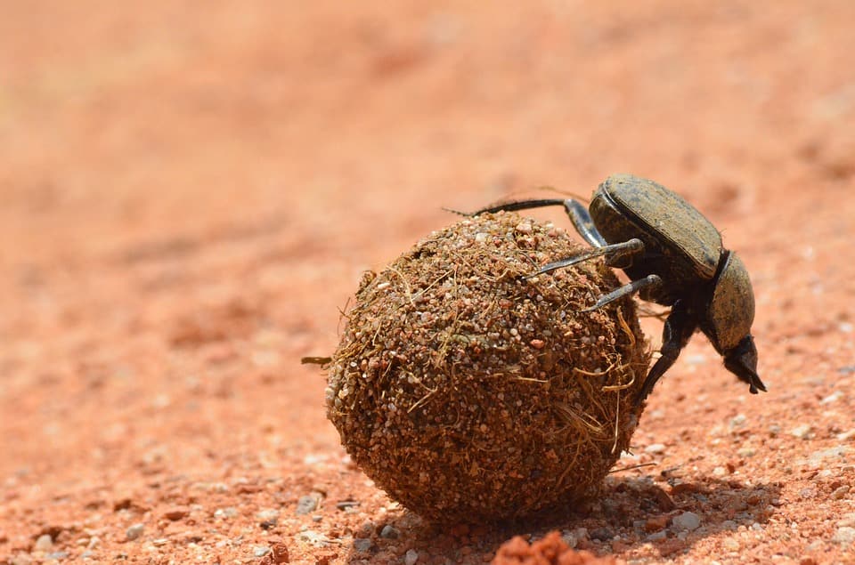 What is the strongest animal in the world? Top 10 list to keep in mind - What is the strongest animal in the world? Top 10 list to keep in mind -