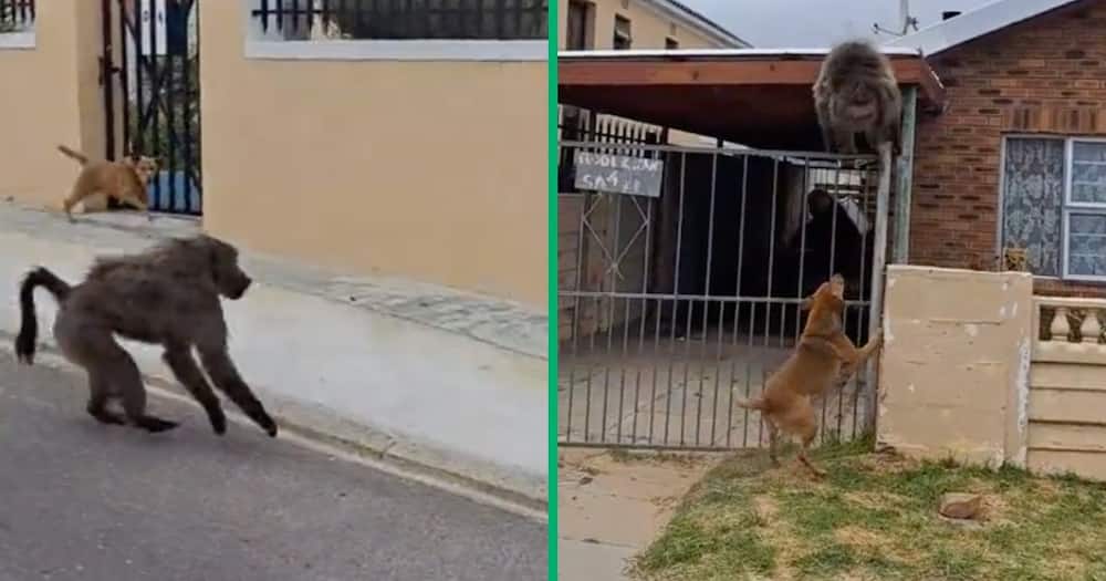 Dog chases baboon in viral video.