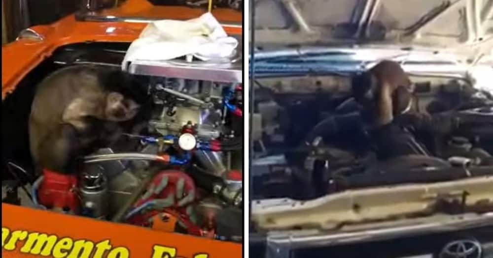 Wait, What? These Monkey Servicing Cars Will Make You Look Twice in Disbelief