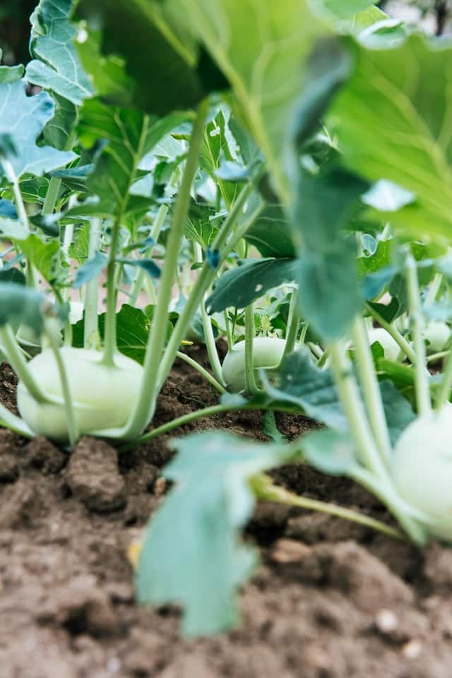 Beginner's vegetable planting guide South Africa 2019